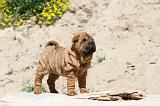 SHAR-PEI 073